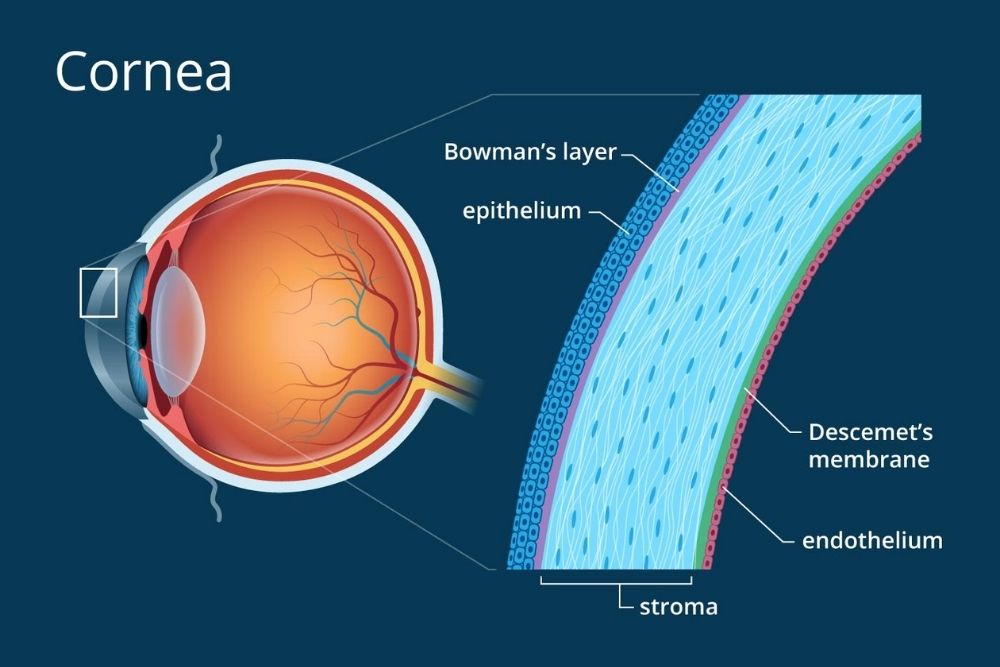 The Cornea And Its Function Definition Anatomy The Eye News