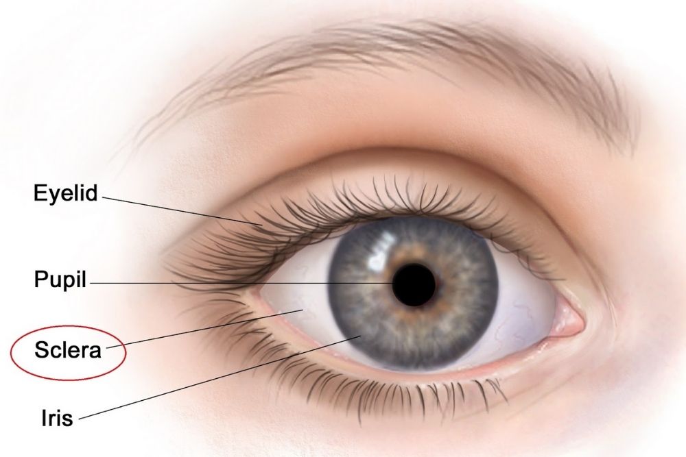 understanding-the-white-part-of-the-eye-the-eye-news