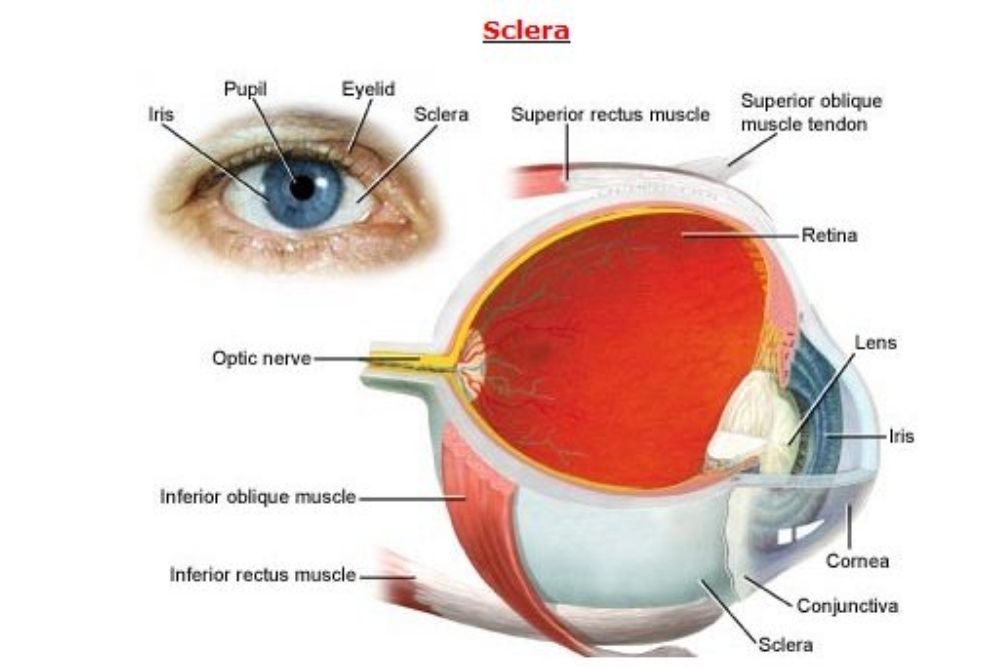 understanding-the-white-part-of-the-eye-the-eye-news